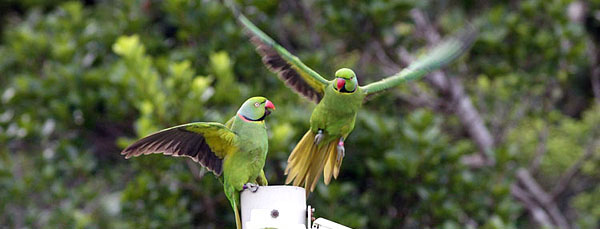 black river national park mauritius